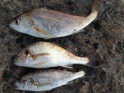 播磨新島赤灯台手前にてキス狙いの引き釣り