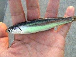 南芦屋浜のサビキで綺麗なカタクチイワシ♪ 〜18時頃時合到来