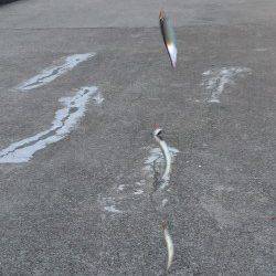 南芦屋浜のサビキで綺麗なカタクチイワシ♪ 〜18時頃時合到来