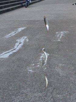 南芦屋浜のサビキで綺麗なカタクチイワシ♪ 〜18時頃時合到来