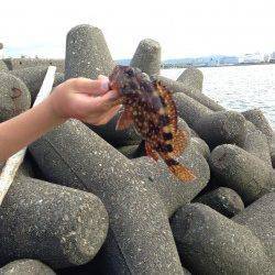 泉佐野 穴釣りでガシラ&ソイの釣果