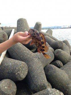 泉佐野 穴釣りでガシラ&ソイの釣果