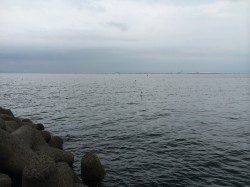 樽井漁港夕マヅメの小一時間キス調査に行ってきました