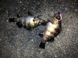 舞洲　雨上がり後のアジング釣行