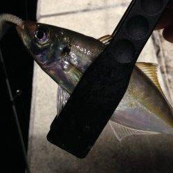 タナを丁寧にさぐって連発　須磨でアジング