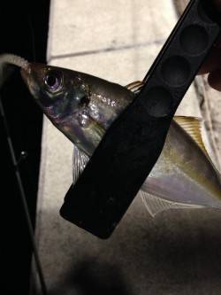 タナを丁寧にさぐって連発　須磨でアジング