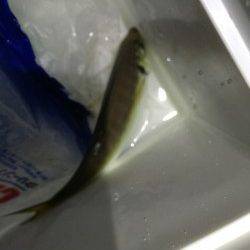 大阪南港　2時間のアジング釣行☆