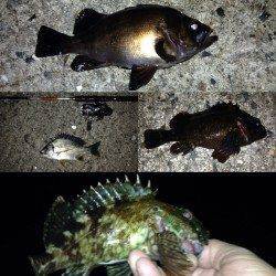 大阪南港ガシリングで五目釣り〜アコウ・ソイ・キビレ・メバル・ガシラ