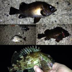 大阪南港ガシリングで五目釣り〜アコウ・ソイ・キビレ・メバル・ガシラ