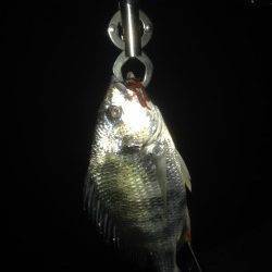 助松埠頭周辺チニング〜潮目に通してキビレゲット