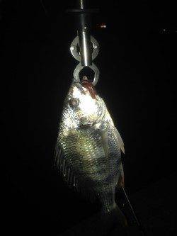 助松埠頭周辺チニング〜潮目に通してキビレゲット