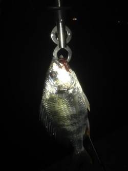 助松埠頭周辺チニング〜潮目に通してキビレゲ…