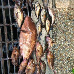 貝塚 シラサをエサに穴釣り〜ガシラ・メバルのほか36センチのアコウも！