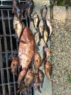 貝塚 シラサをエサに穴釣り〜ガシラ・メバルのほか36センチのアコウも！