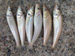 播磨新島赤灯台付近でキス狙いの釣行