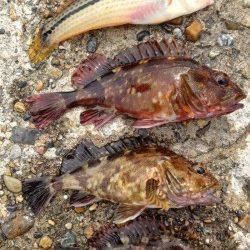 本荘人工島　シラサエビの胴突き釣りで美味しい魚の6目釣り