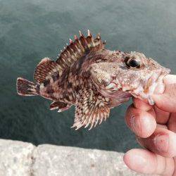本荘人工島で投げ釣り　大遠投で時合が合ったようです