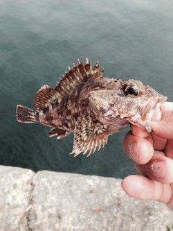 本荘人工島で投げ釣り　大遠投で時合が合ったようです