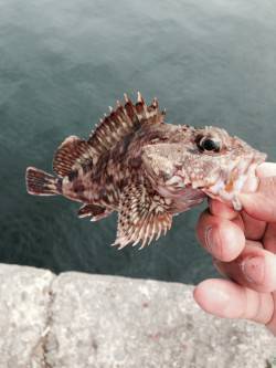 本荘人工島で投げ釣り　大遠投で時合が合った…