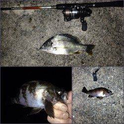 舞洲にてアジングからのメバリング