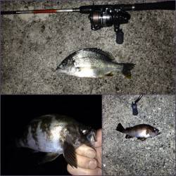 舞洲にてアジングからのメバリング