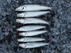 播磨新島の赤灯台付近内側にてキス狙い