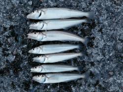 播磨新島の赤灯台付近内側にてキス狙い