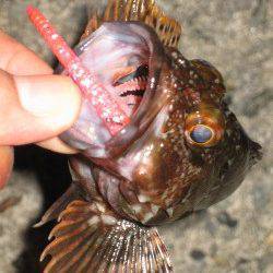 ムコイチ内側を探りガシラマンション発見、中層付近ステイで高反応！