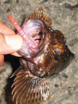 ムコイチ内側を探りガシラマンション発見、中層付近ステイで高反応！