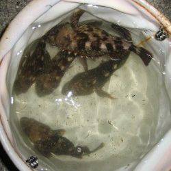 ムコイチ内側を探りガシラマンション発見、中層付近ステイで高反応！