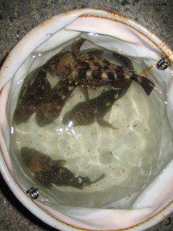 ムコイチ内側を探りガシラマンション発見、中層付近ステイで高反応！