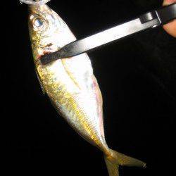 りんくう周辺でアジング〜到着後すぐヒットするもすぐに時合終了