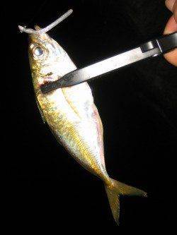 りんくう周辺でアジング〜到着後すぐヒットするもすぐに時合終了