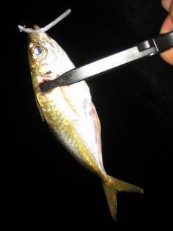 りんくう周辺でアジング〜到着後すぐヒットす…