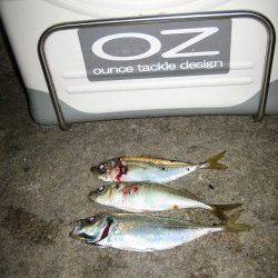 りんくう周辺でアジング〜到着後すぐヒットするもすぐに時合終了