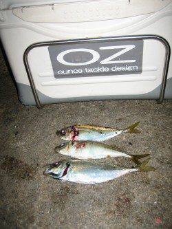 りんくう周辺でアジング〜到着後すぐヒットするもすぐに時合終了