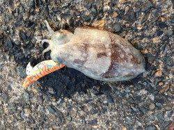 小橋周辺でエギング〜本命アオリには出会えず何処もコウイカでした