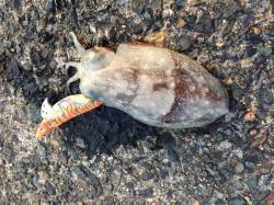 小橋周辺でエギング〜本命アオリには出会えず…