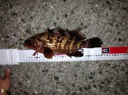 大阪南港ガシリングで五目釣り〜アコウ・ソイ…