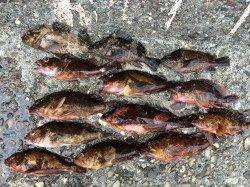 泉佐野 朝の4時~9時の釣行でガシラ&ソイ