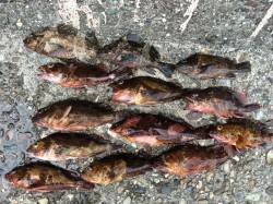 泉佐野　朝の4時～9時の釣行でガシラ＆ソイ…