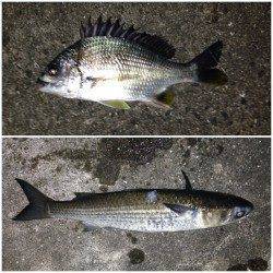 ボトム付近キビレ狙いにセイゴとボラ・・・最後に本命キビレをゲット