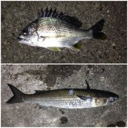 ボトム付近キビレ狙いにセイゴとボラ・・・最…