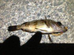 和歌山向きドラムにてメバリング〜アシストフック使用で乗りました