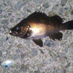 大蔵海岸　メバリング釣行でメバル狙い　フグもたくさんいるようです