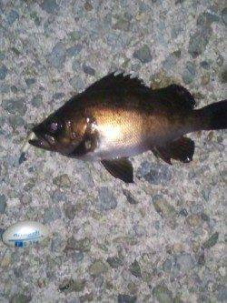大蔵海岸　メバリング釣行でメバル狙い　フグもたくさんいるようです