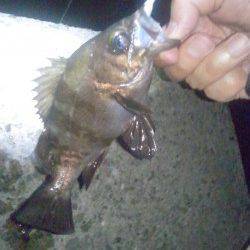 大蔵海岸　メバリング釣行でメバル狙い　フグもたくさんいるようです