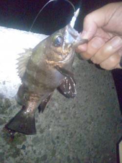 大蔵海岸　メバリング釣行でメバル狙い　フグ…