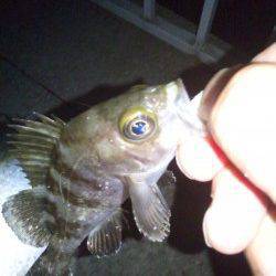 大蔵海岸メバリング、22〜23時の釣行