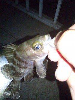 大蔵海岸メバリング、22〜23時の釣行